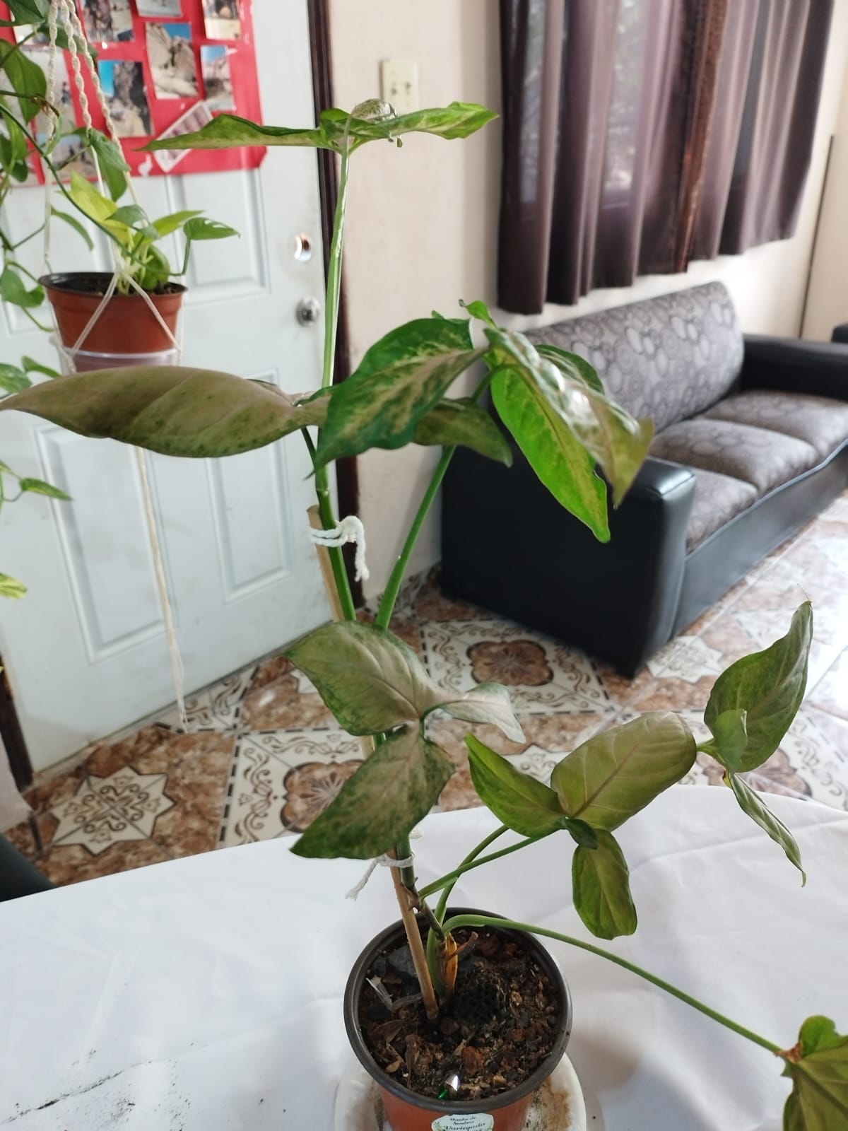 Encabezado