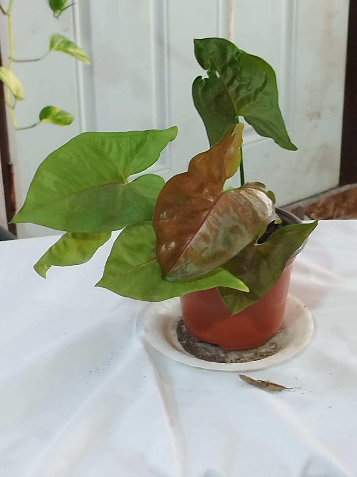 Encabezado