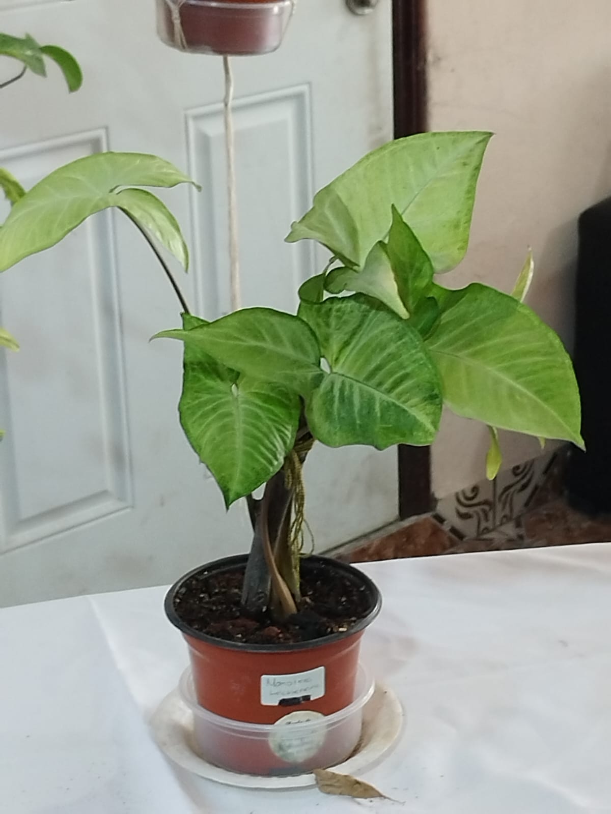 Encabezado